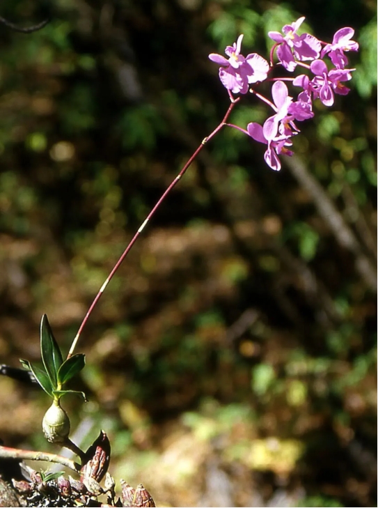 4 ȸӥArtorima erubescens Lindl..png