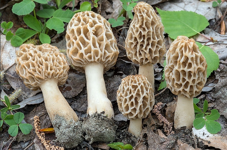 7-2 ǾMorchella esculenta.png