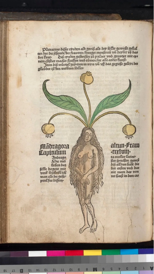 9 ľ̲ͼݣMandragoraԡOrtus Sa.png