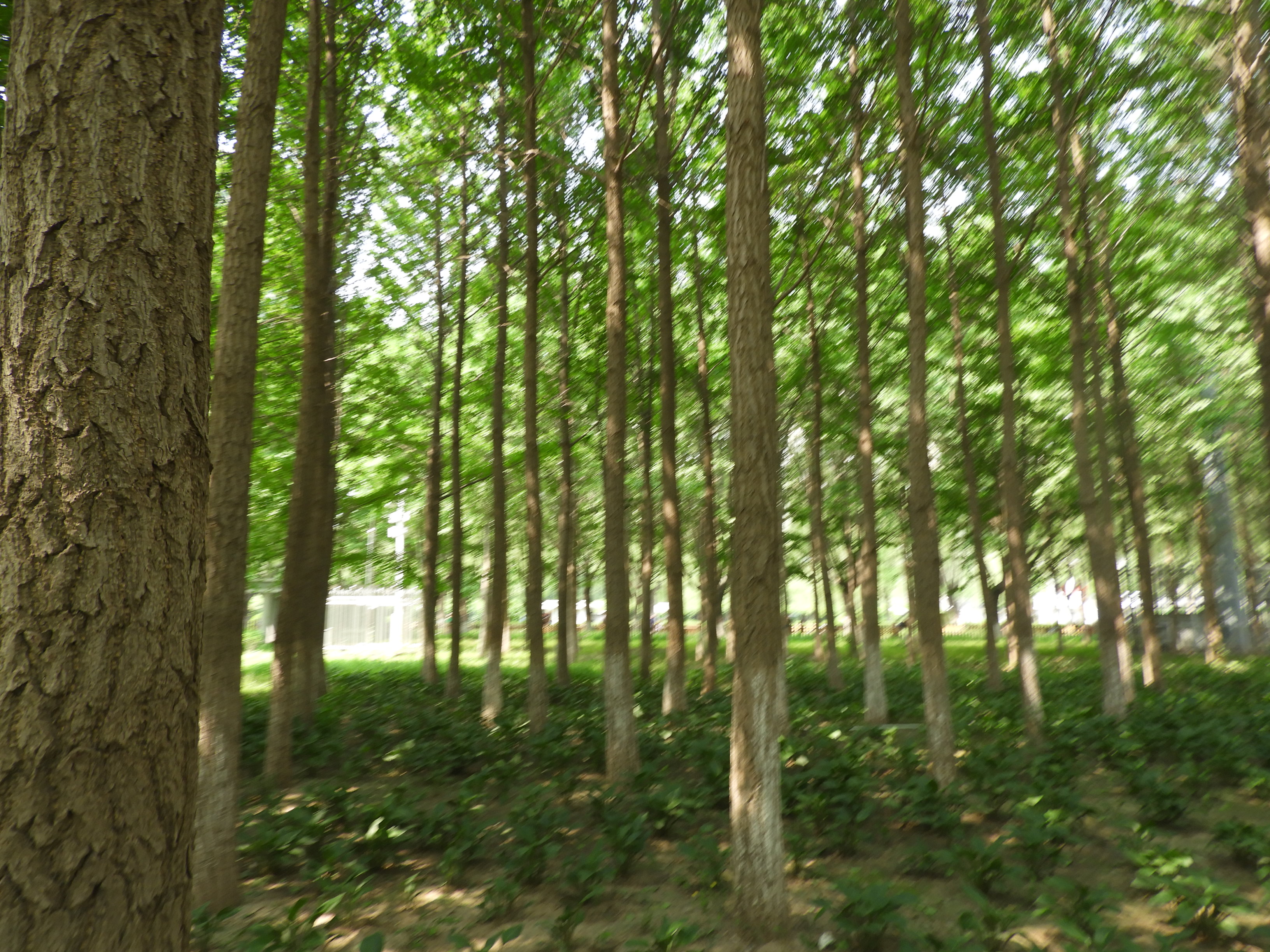 DSCN7182.JPG