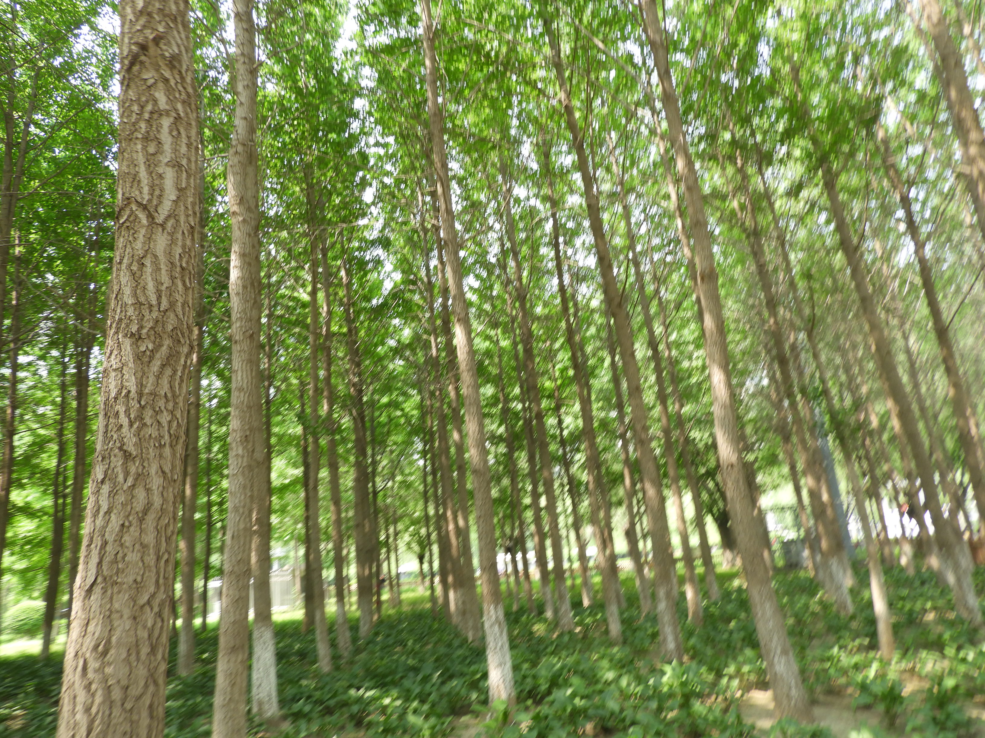 DSCN7181.JPG