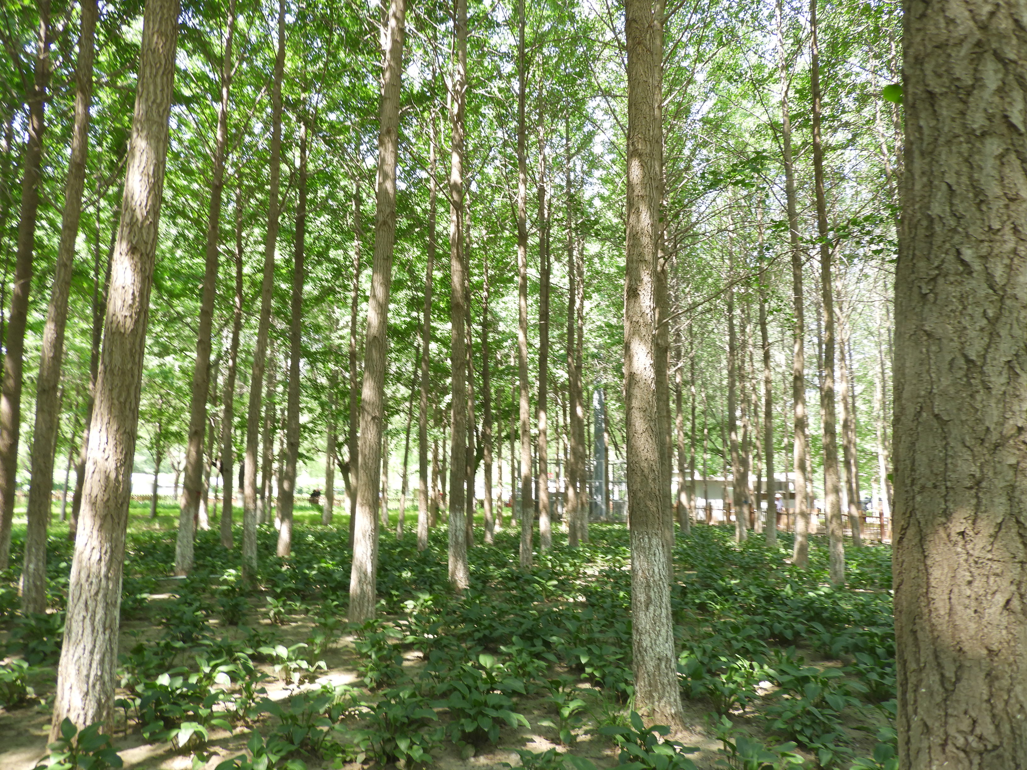 DSCN7453.JPG