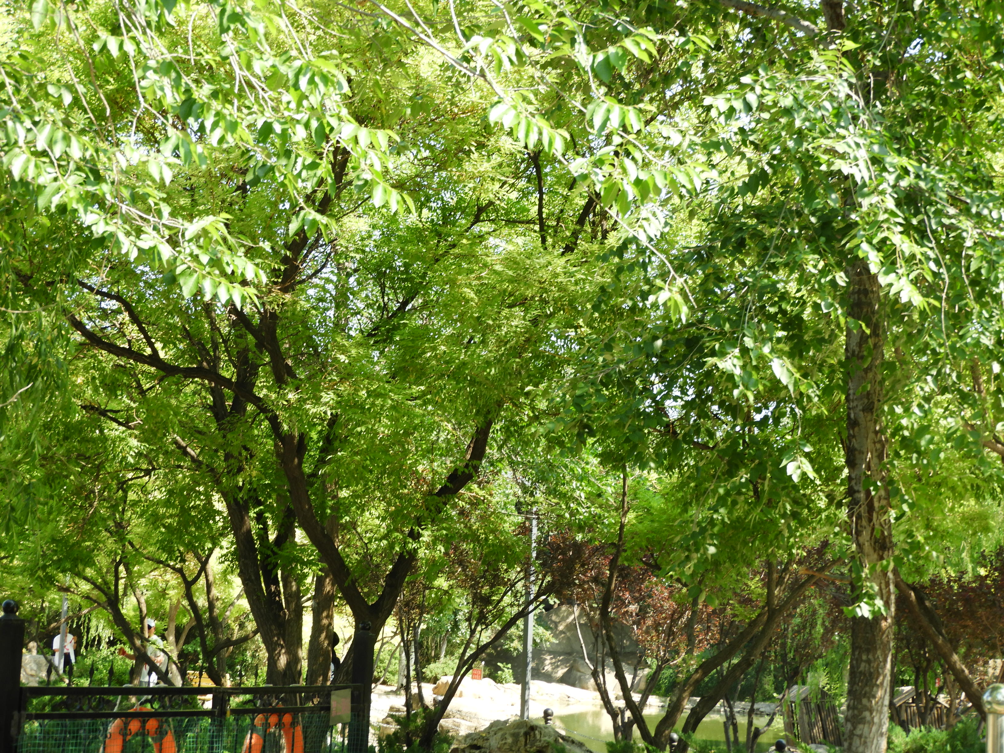 DSCN7433.JPG