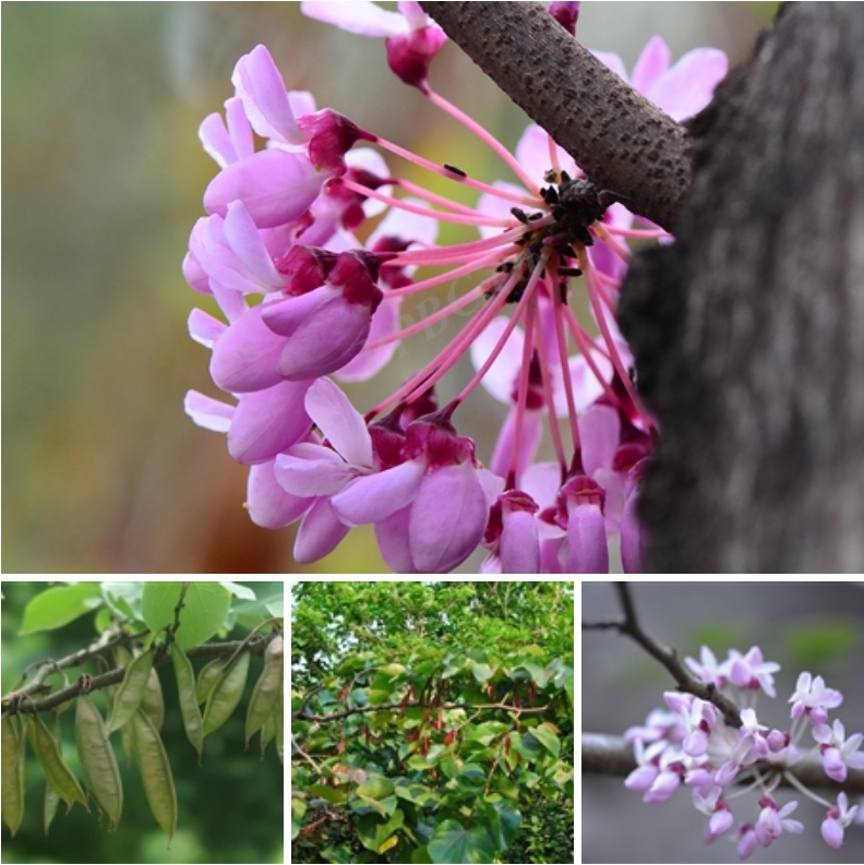 ϾCercis glabra Pamp..png