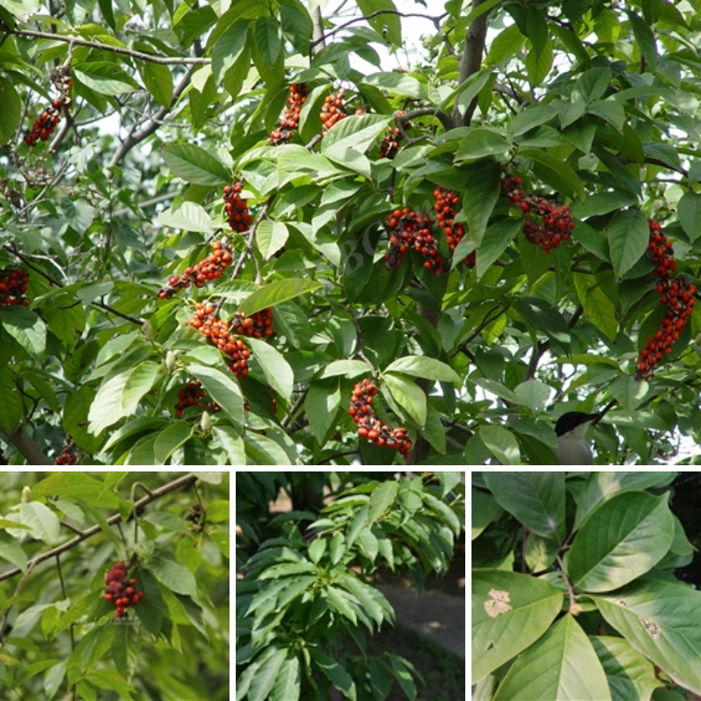 ͼ12-1 ĿYulania amoena, ¼ 385-2012-A.png