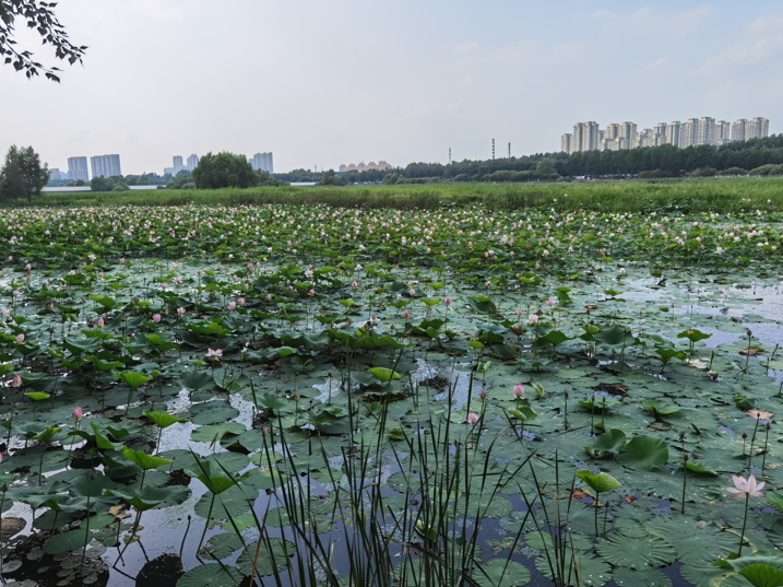 哈尔滨大剧院和文化中心湿地公园11.jpg