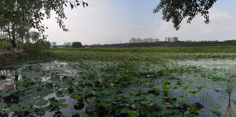 哈尔滨大剧院和文化中心湿地公园12.jpg