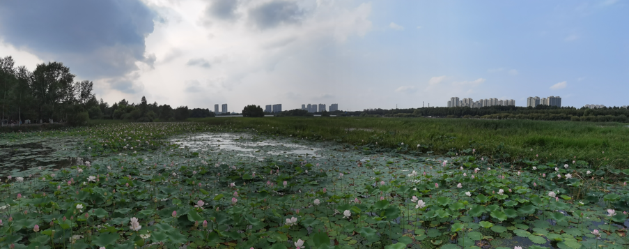 哈尔滨大剧院和文化中心湿地公园23.jpg