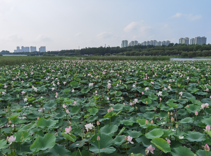 哈尔滨大剧院和文化中心湿地公园24.jpg