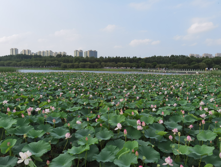 哈尔滨大剧院和文化中心湿地公园28.jpg
