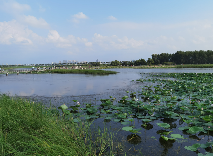 哈尔滨大剧院和文化中心湿地公园38.jpg