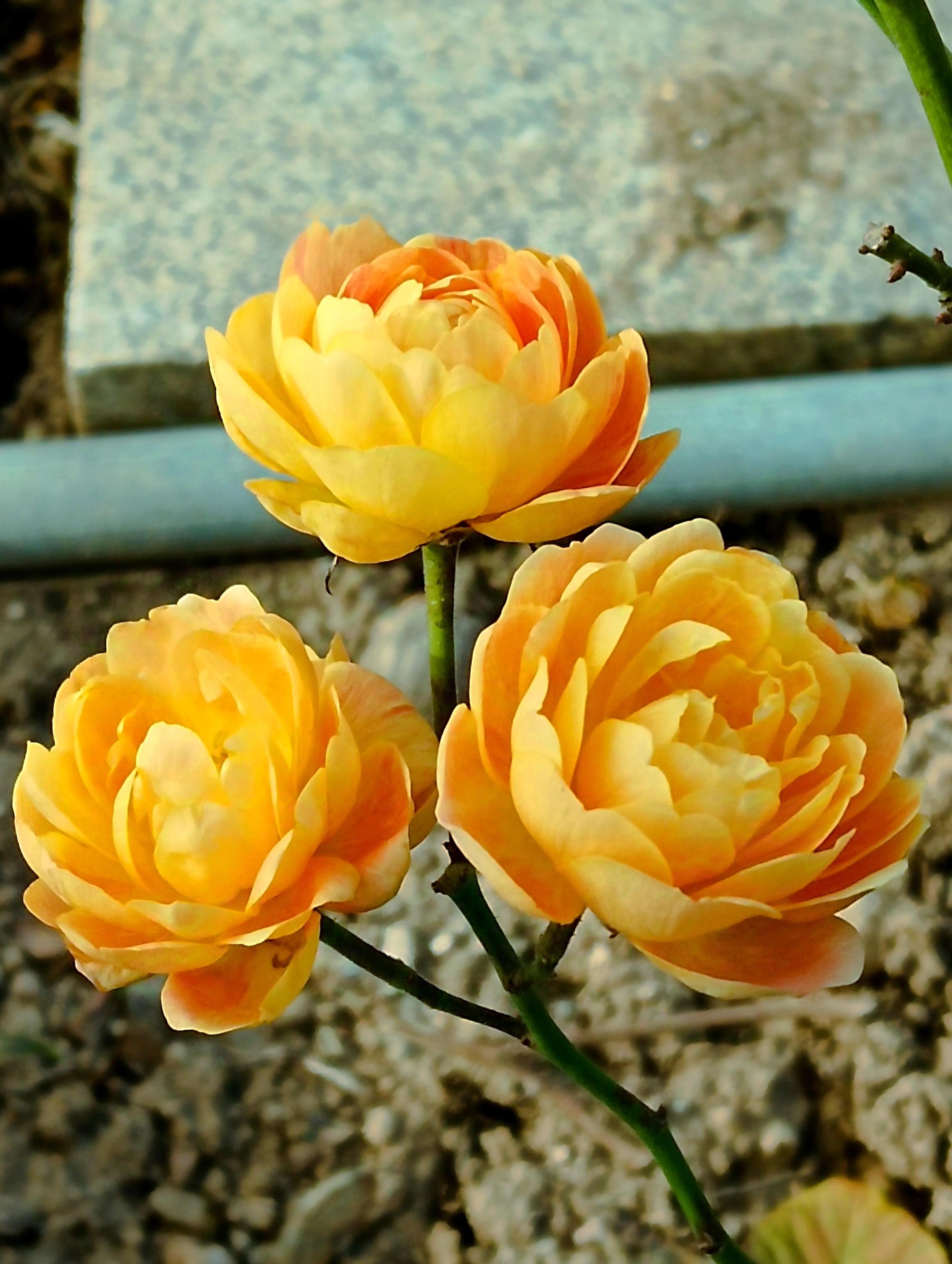 115219shtsfz69zv57vhhi.jpg