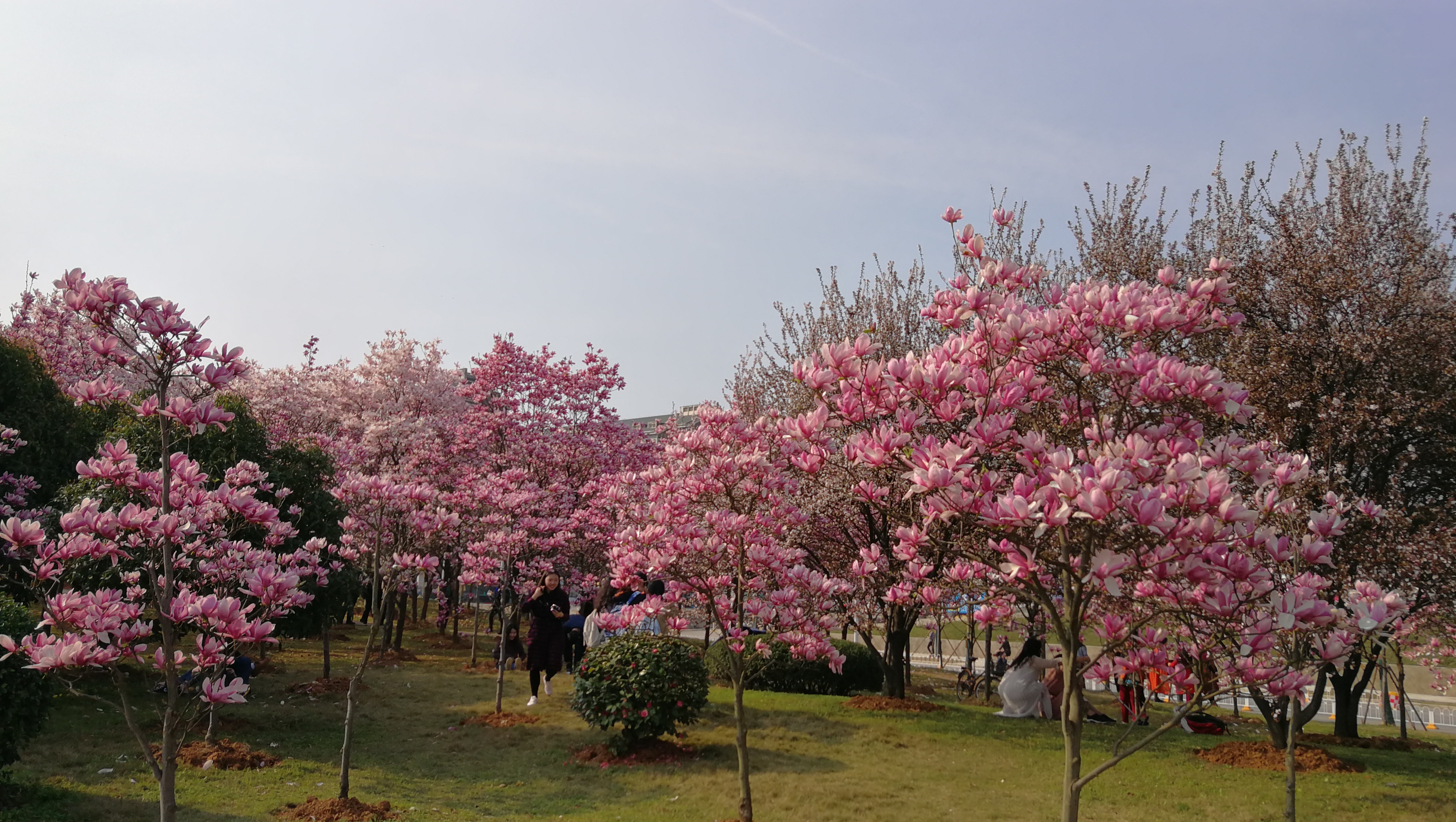 IMG_20190320_155206.jpg