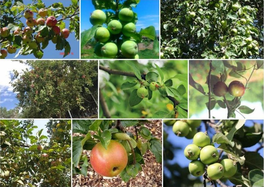 4- 9 ½ҰƻMalus sieversii2.png