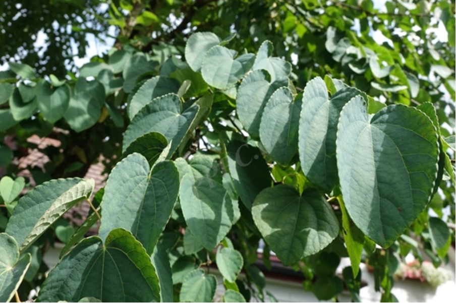 4- ҶCercidiphyllum magnificum.png
