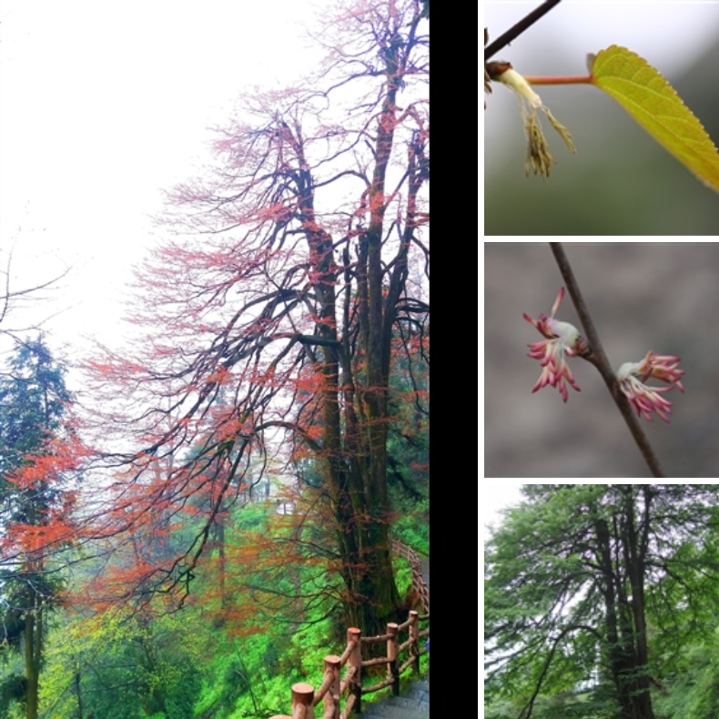 4- Cercidiphyllum japonicum.png