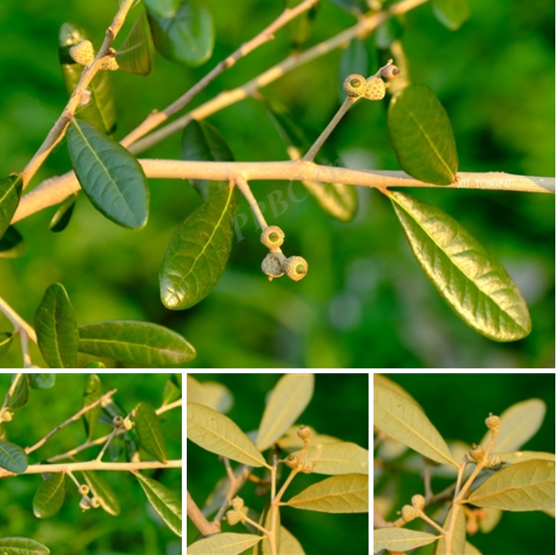 ݣQuercus virginiana.png