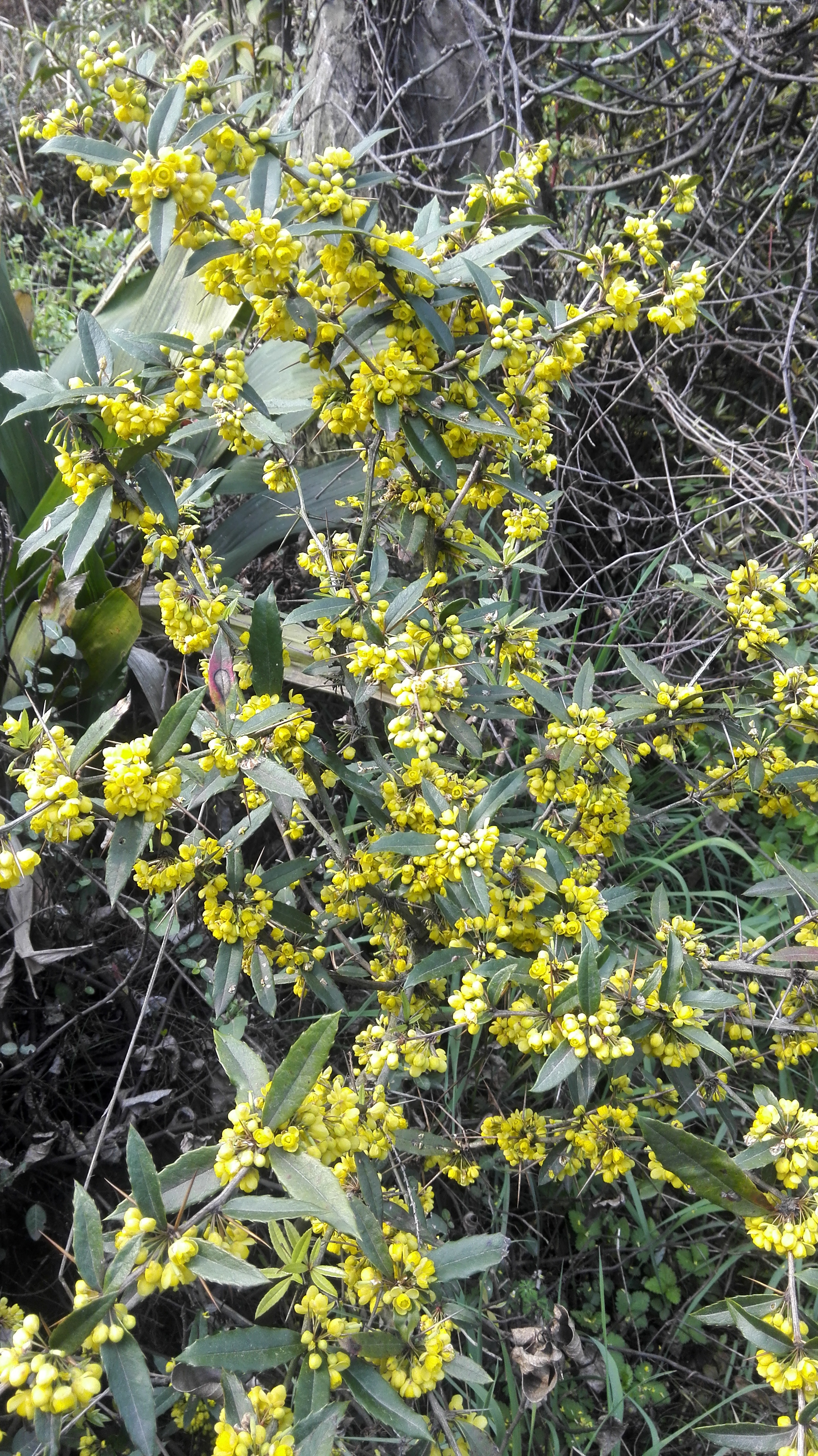  Berberis julianae (9).jpg