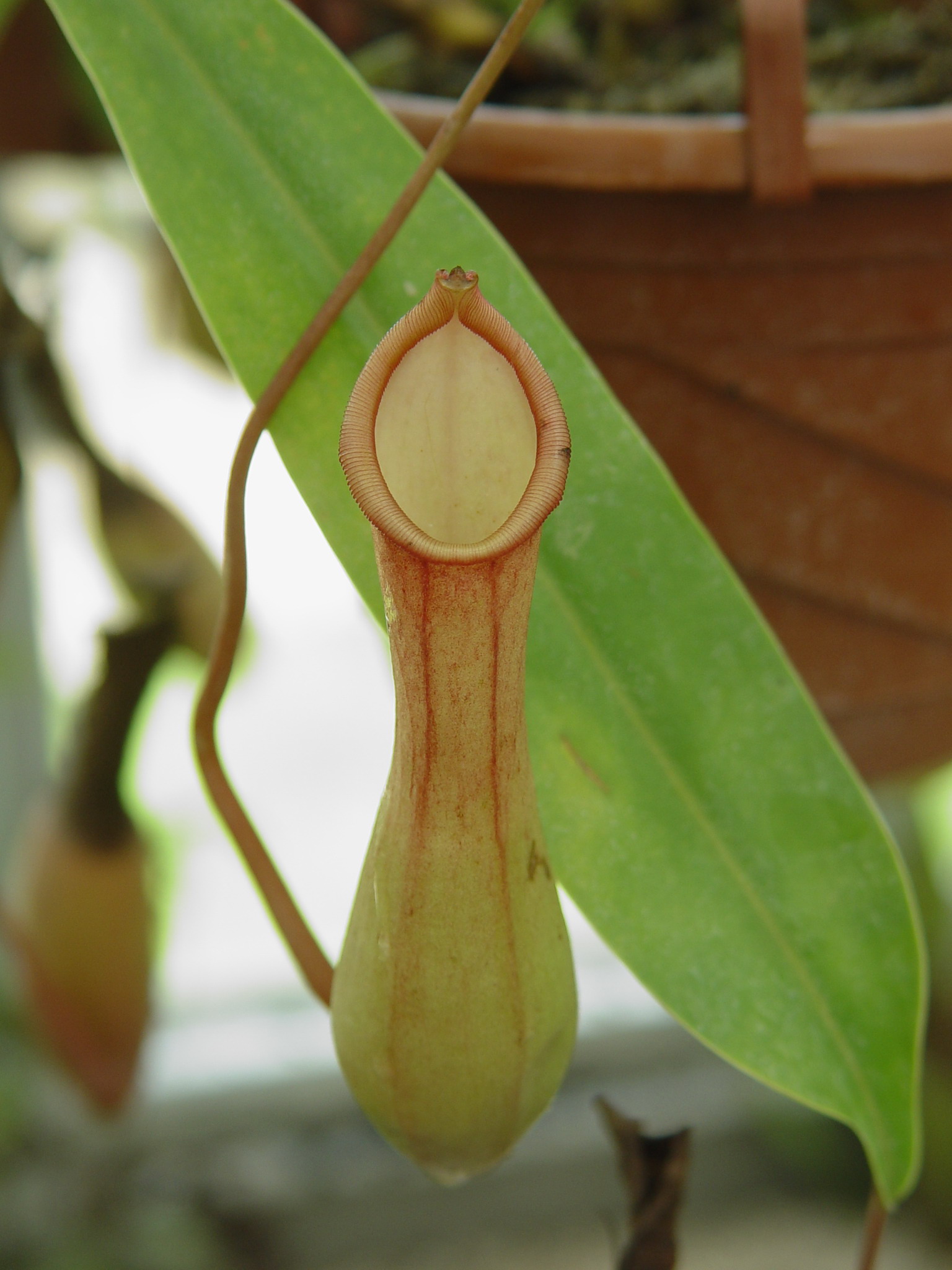  Nepenthes mirabilis (2).jpg