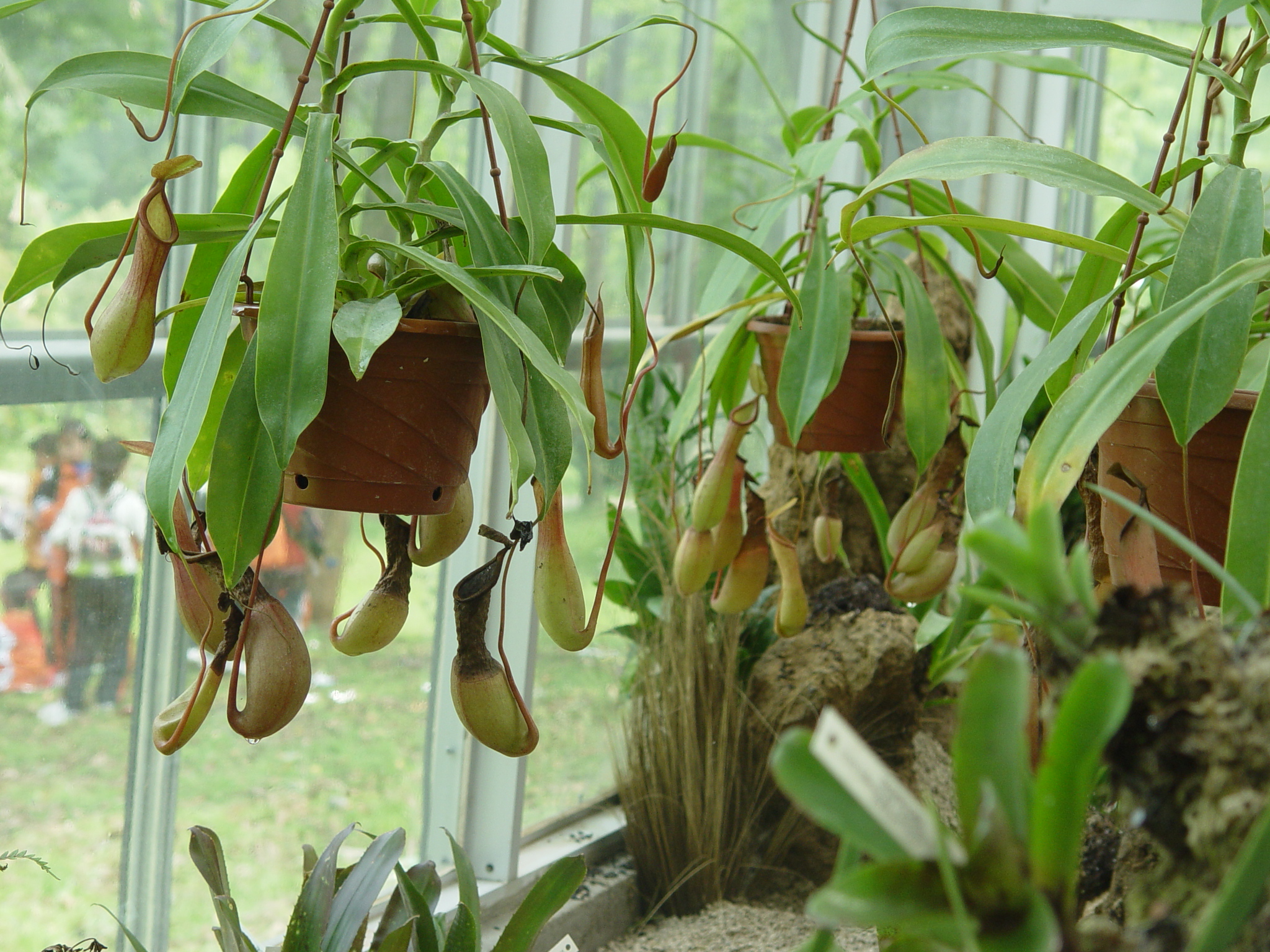  Nepenthes mirabilis.JPG