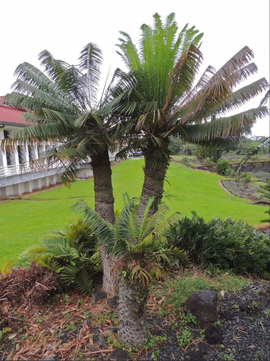 Microcycas calocoma 2.jpg