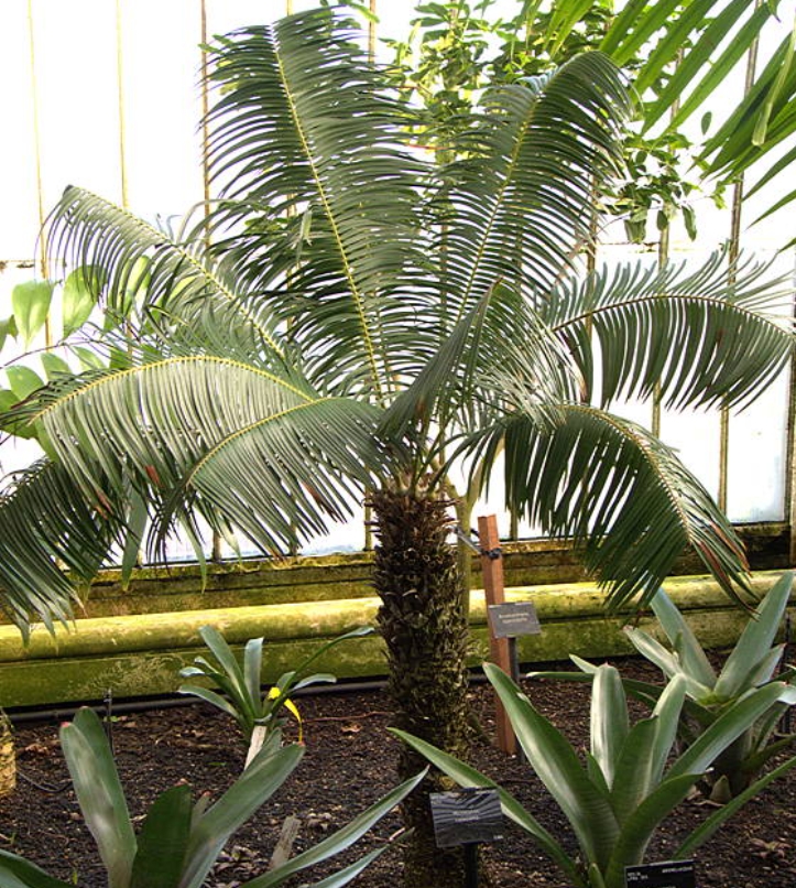 Microcycas calocoma 7.jpg