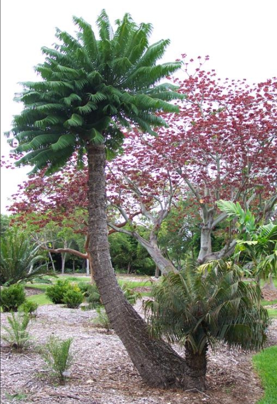Microcycas calocoma 10.jpg