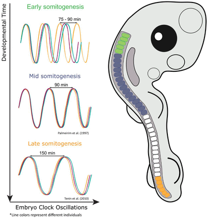 clock- embryo.gif