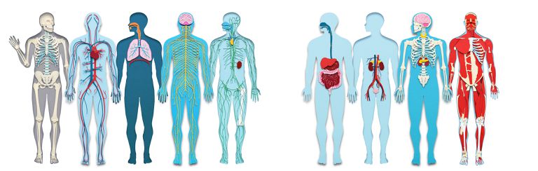human system.jpg