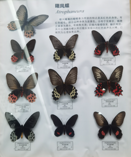 ʡ֮ͺ걾26.jpg