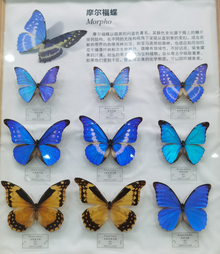 ʡ֮ͺ걾36.jpg