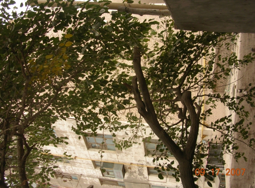 BlogSH07-10-08Bk.jpg