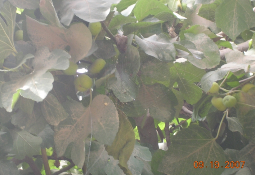 BlogTP07-10-13Bo.JPG