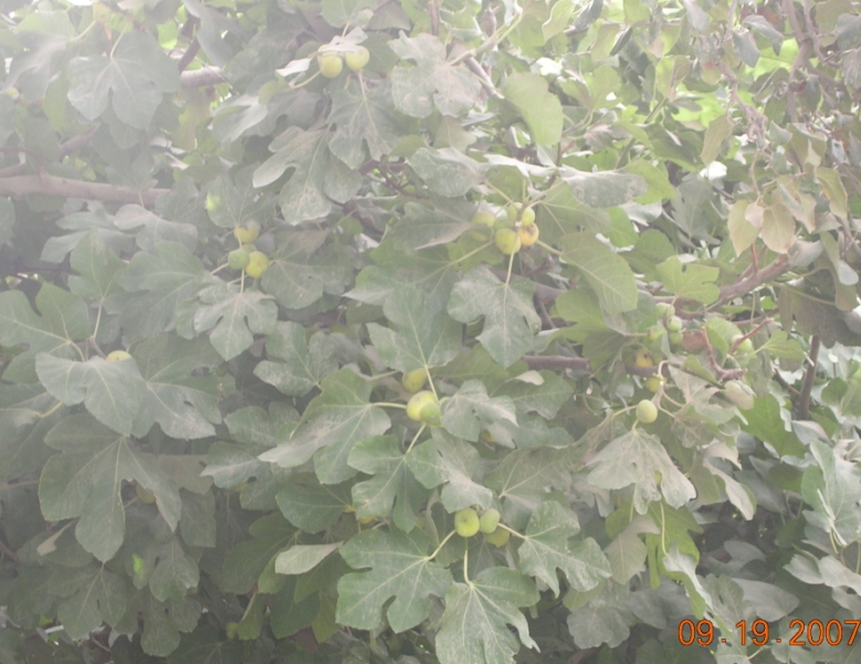 BlogTP07-10-13Bm.JPG