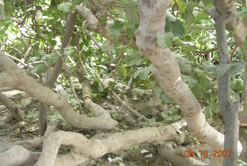 BlogTP07-10-13Bk.JPG