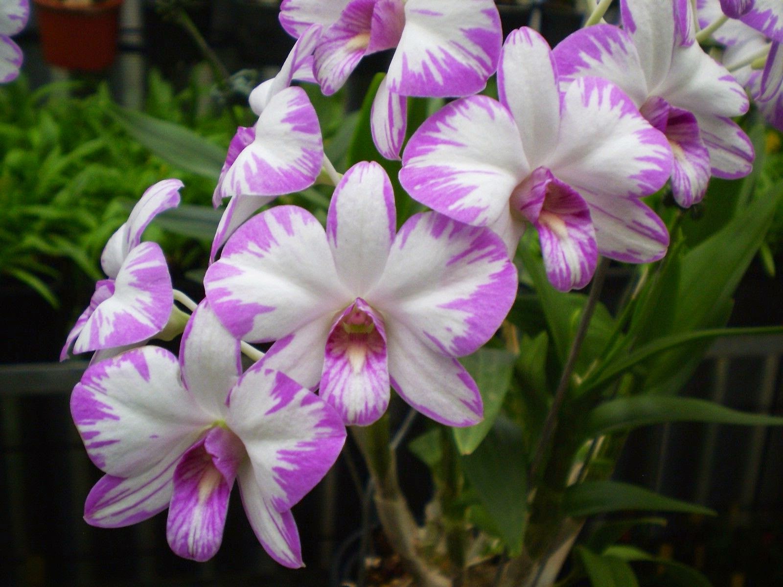 dendrobium-06.jpg
