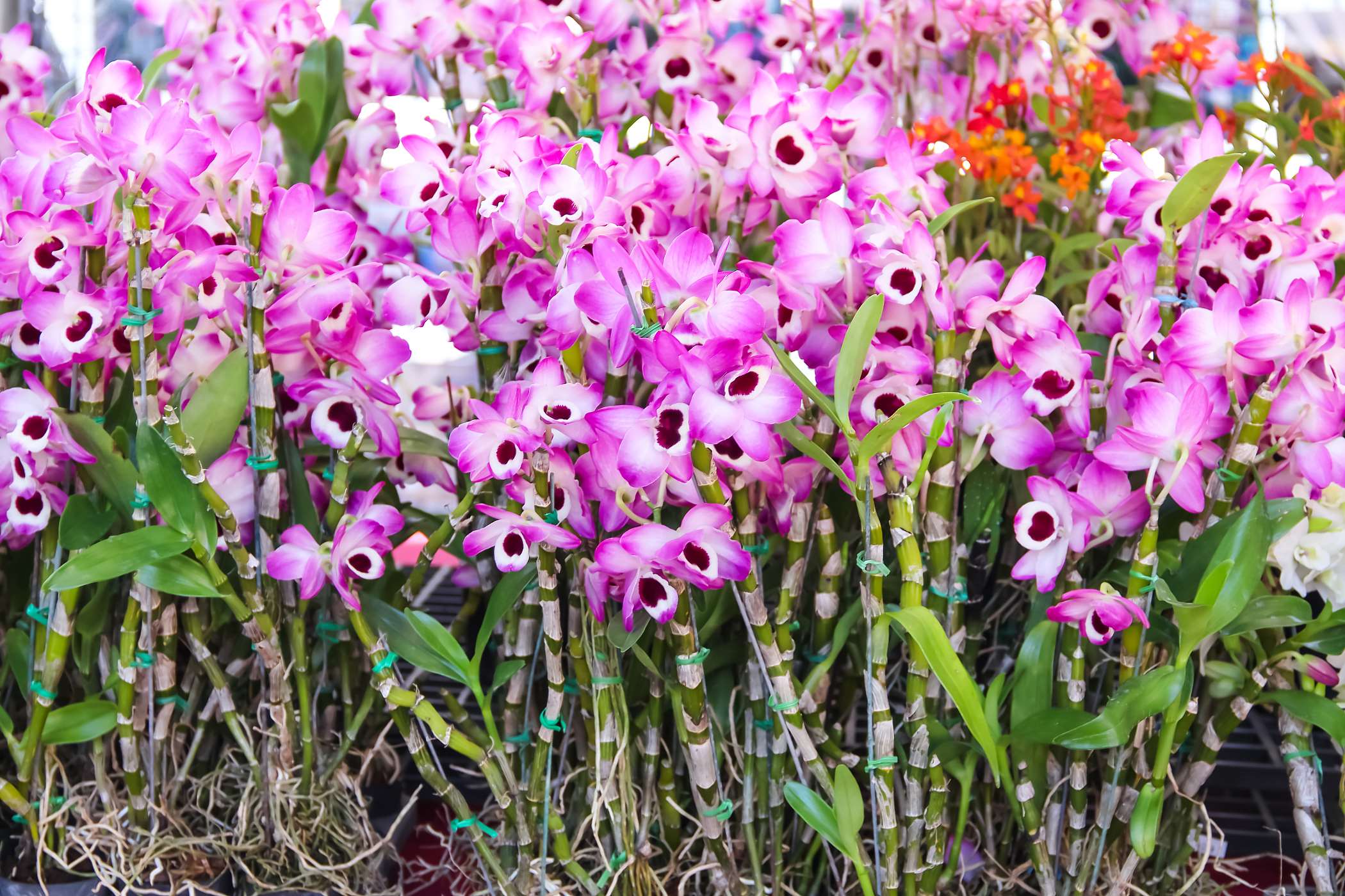 dendrobium-szlachetne-4.jpg