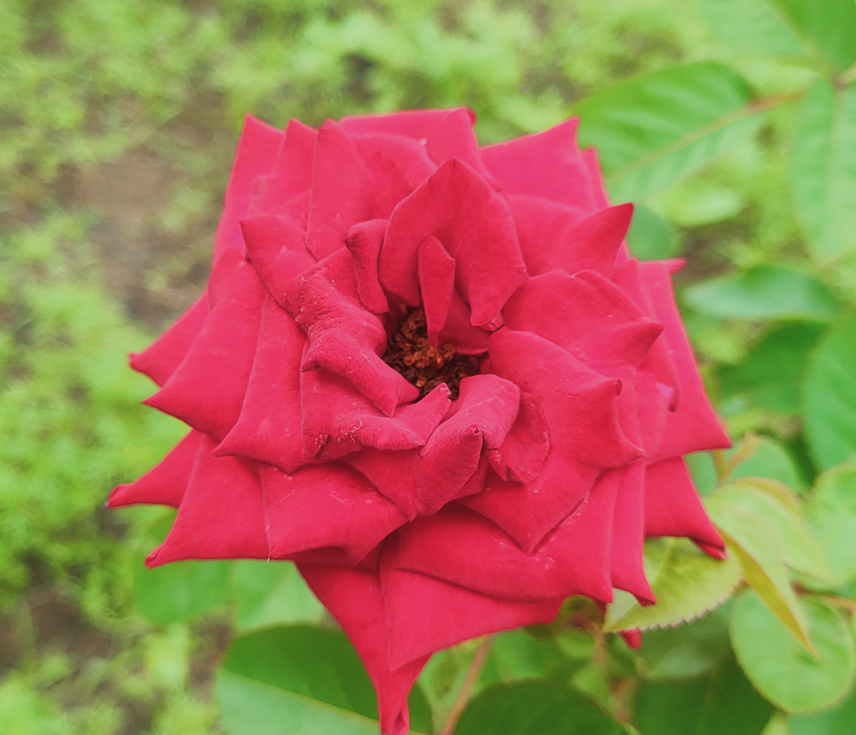 IMG_20250511_113313.jpg