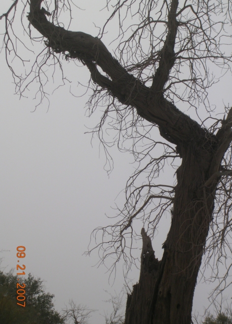 BlogTP07-10-20Ch.jpg