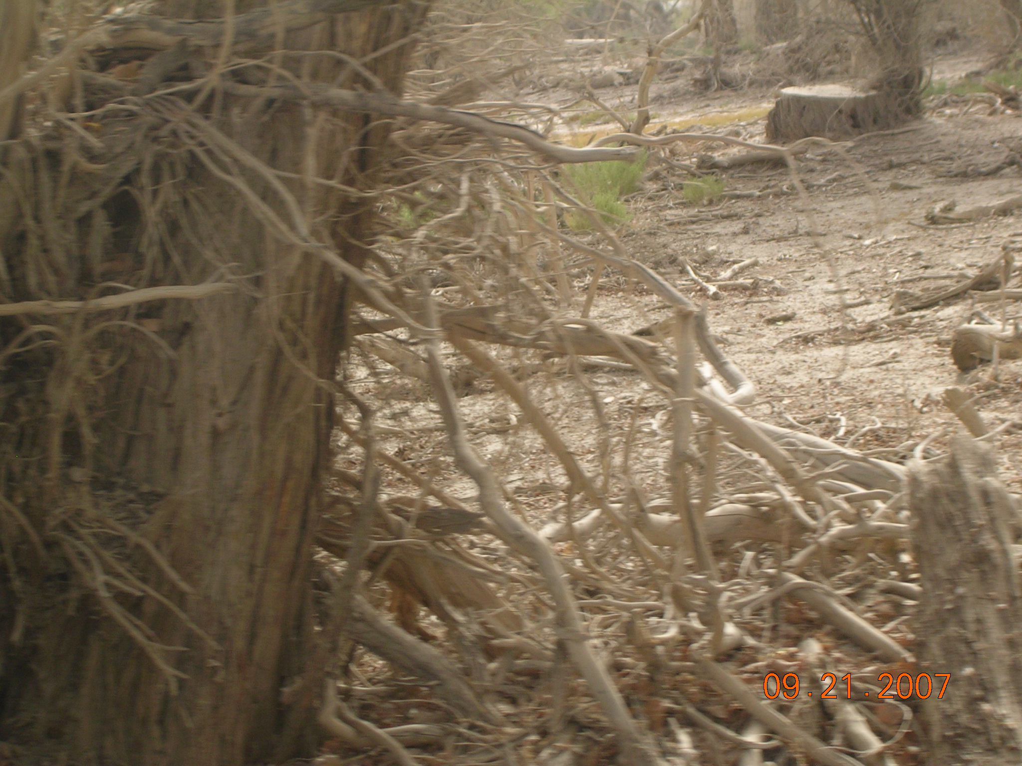 2007-Picture07-09-21B 184.jpg