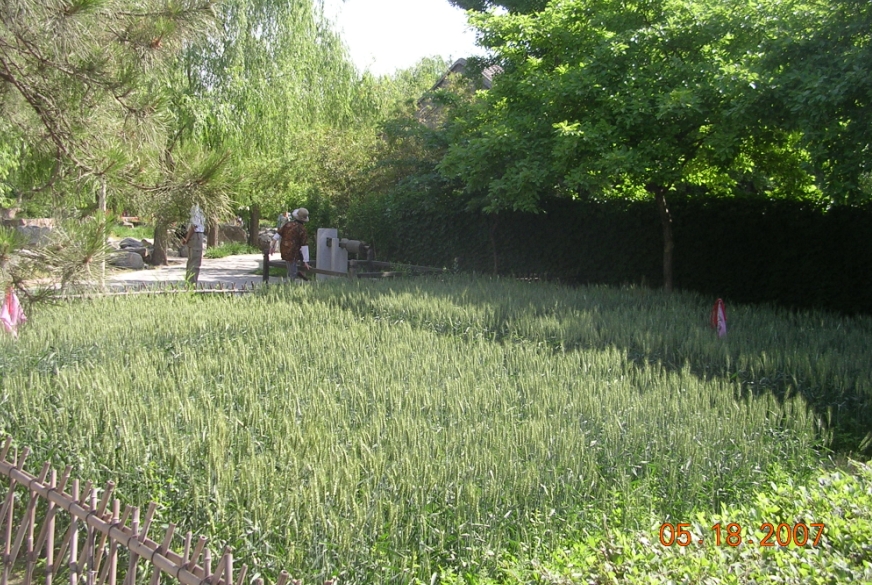 BolgSY07-05-28Cn.jpg