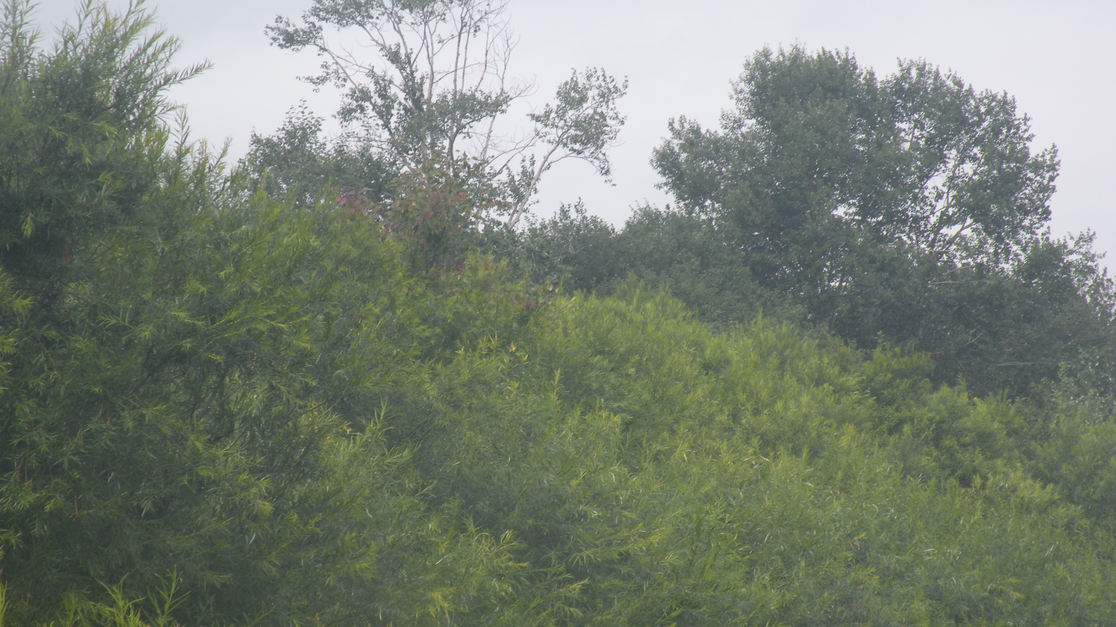 DSCN9778.JPG