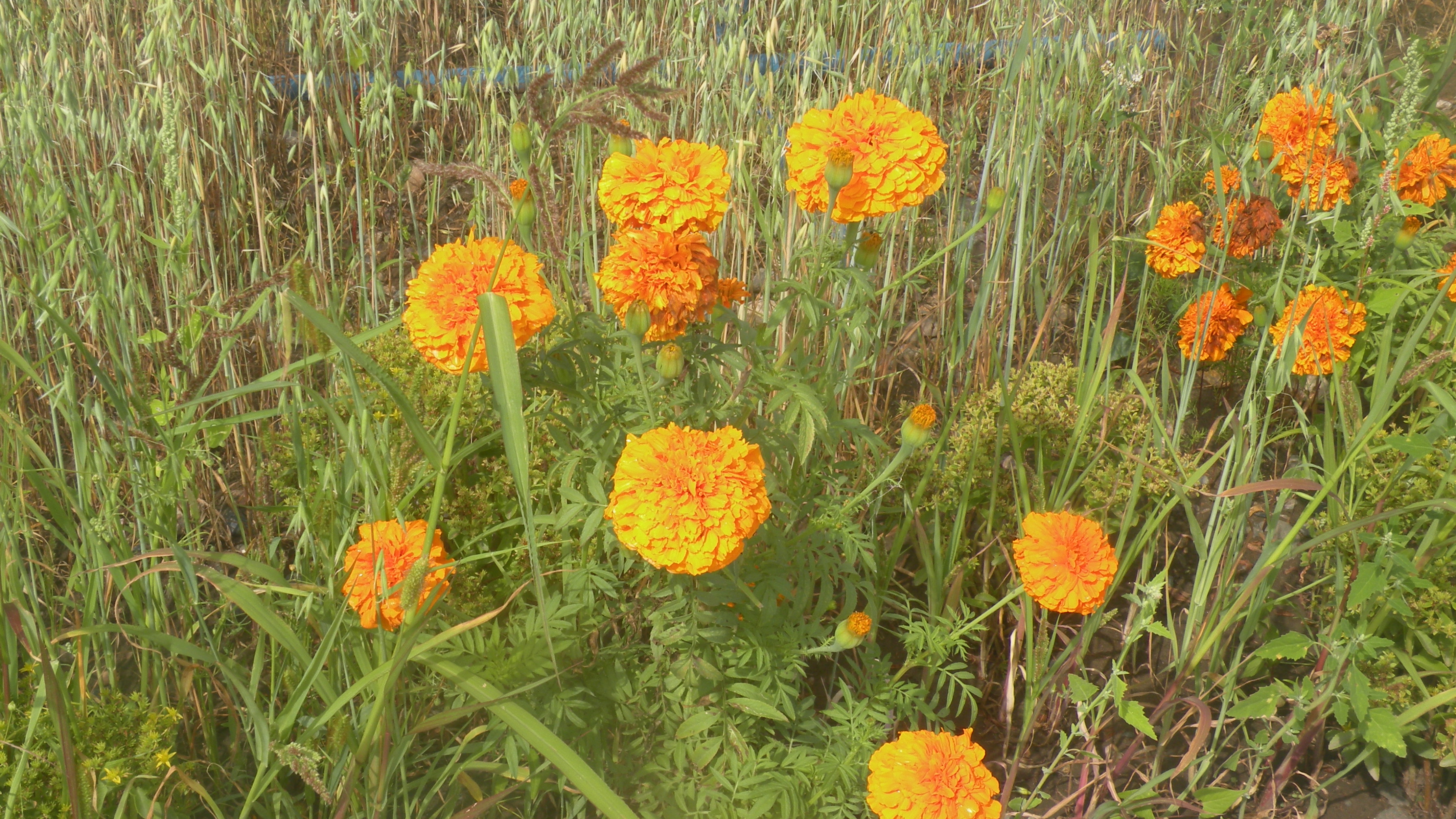 DSCN9827.JPG