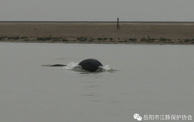 江豚逐浪洞庭。张脱冬 摄.jpg