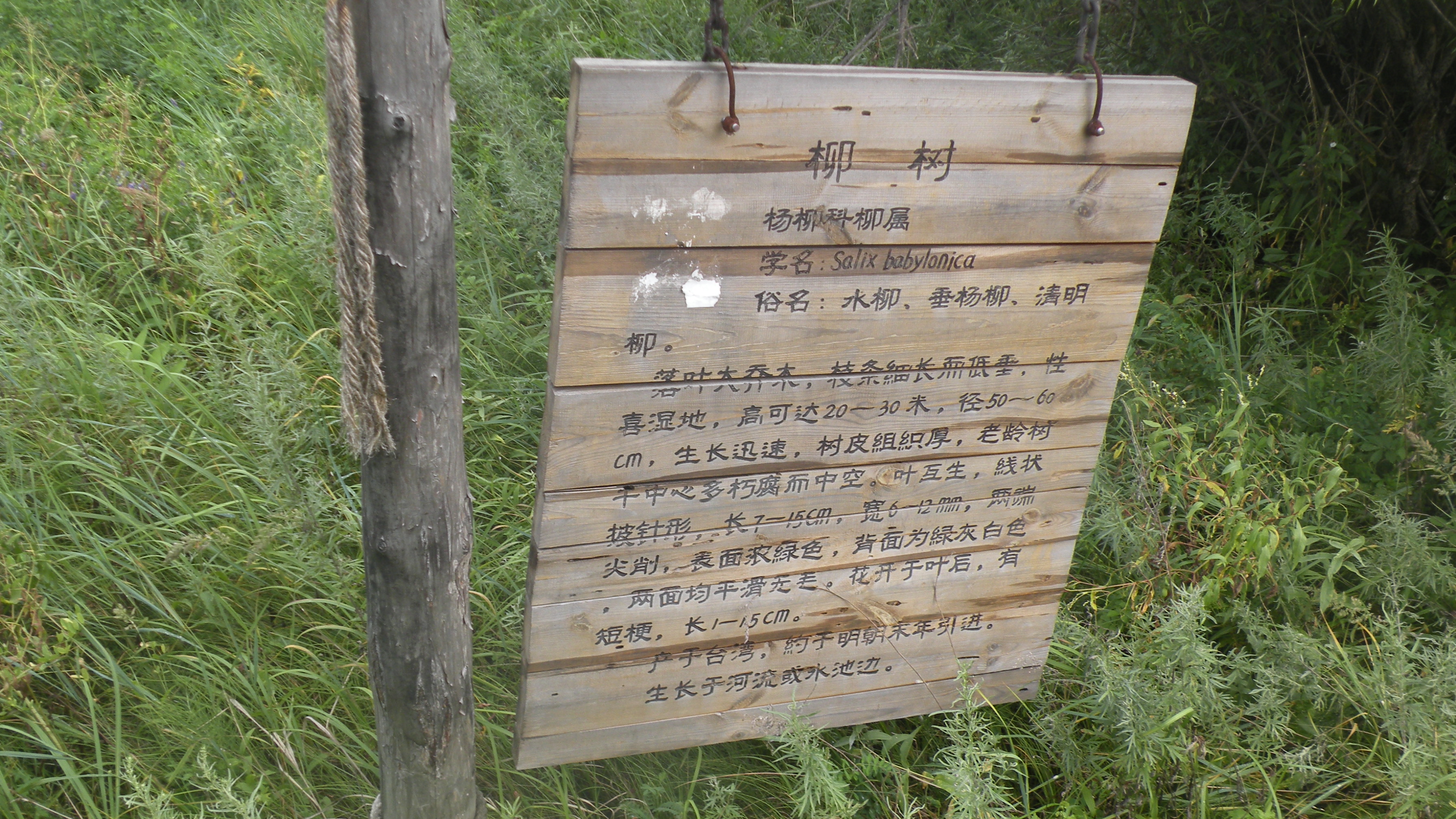 DSCN0233.JPG