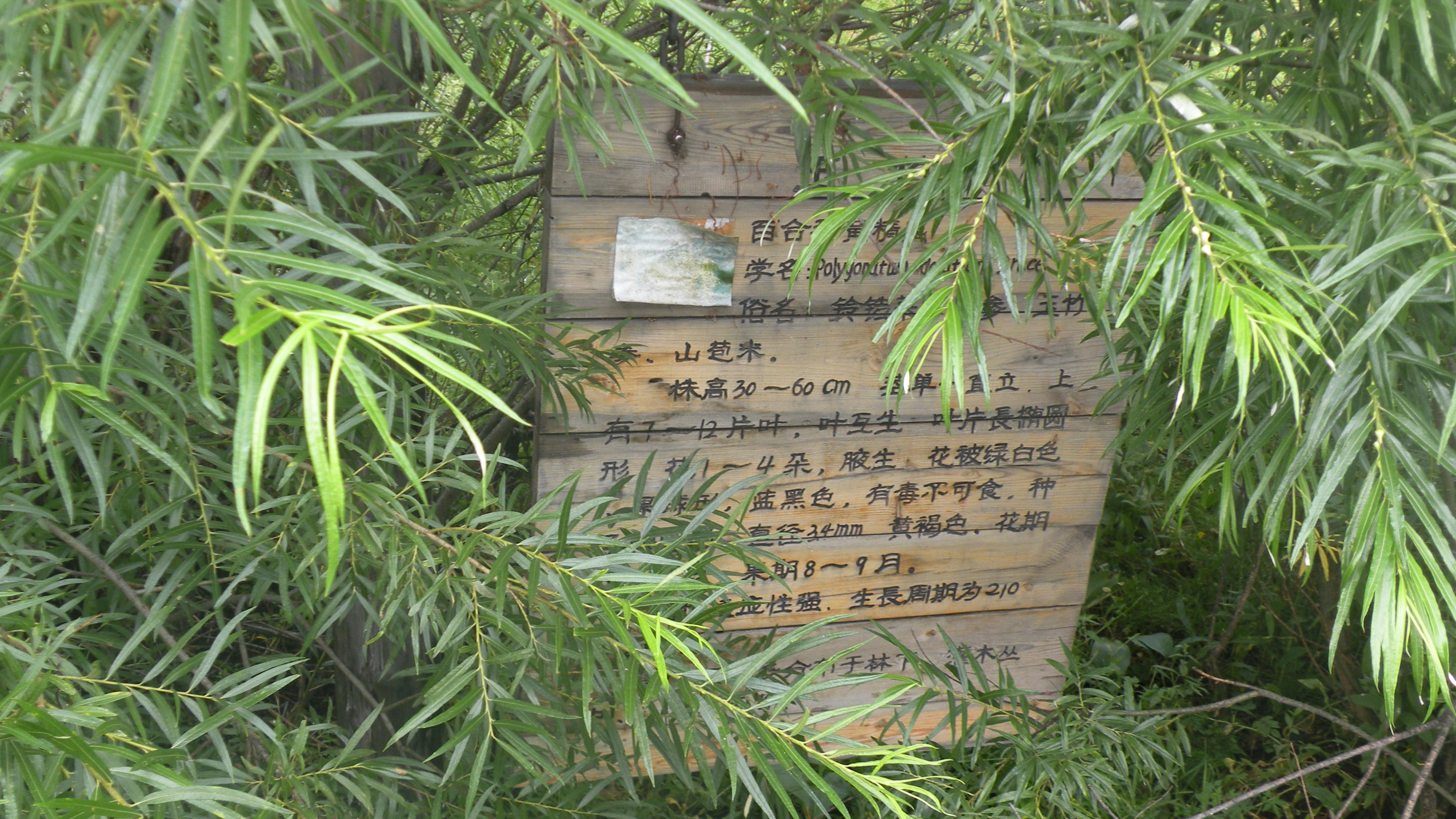 DSCN0236.JPG