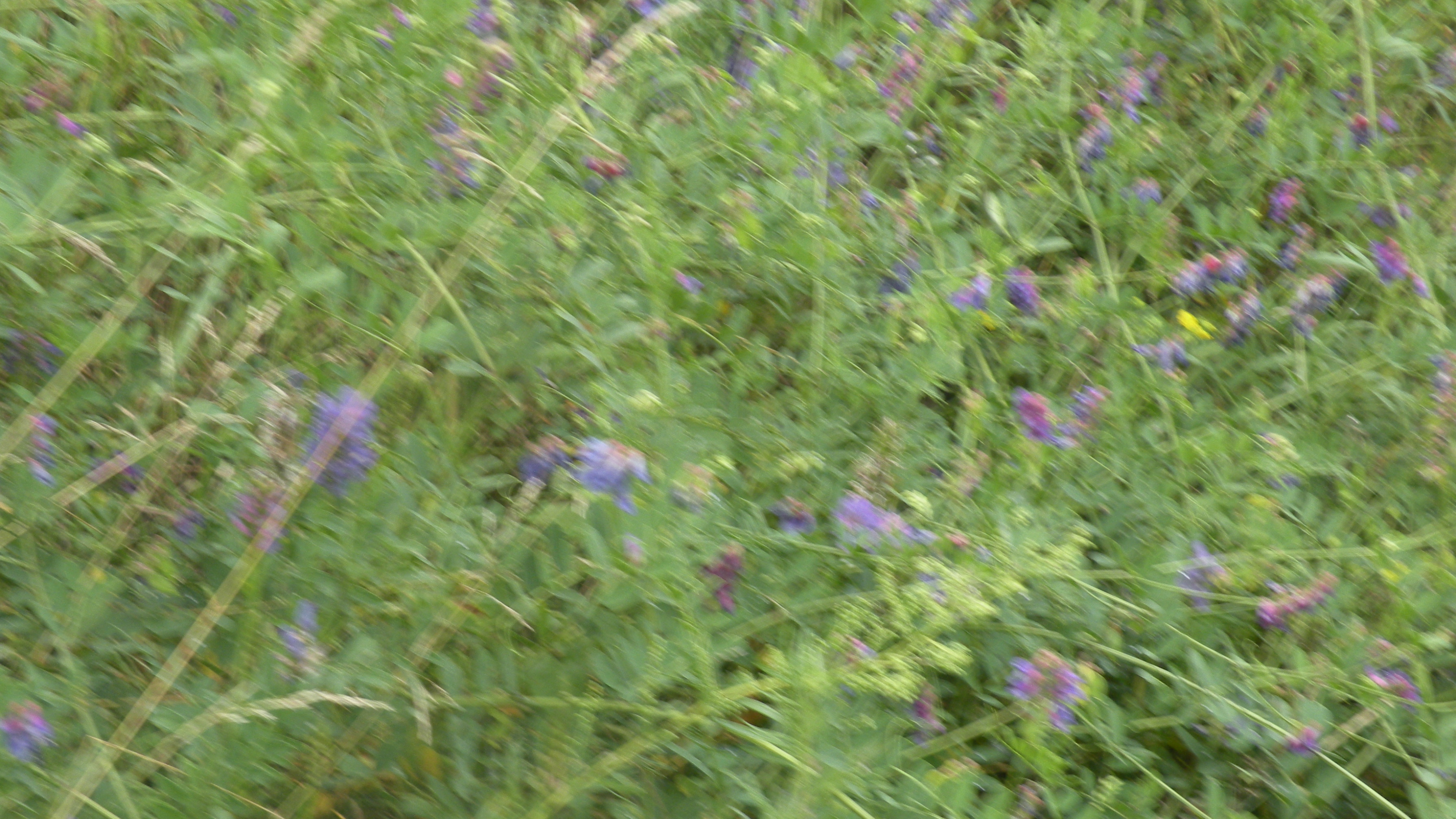 DSCN0310.JPG
