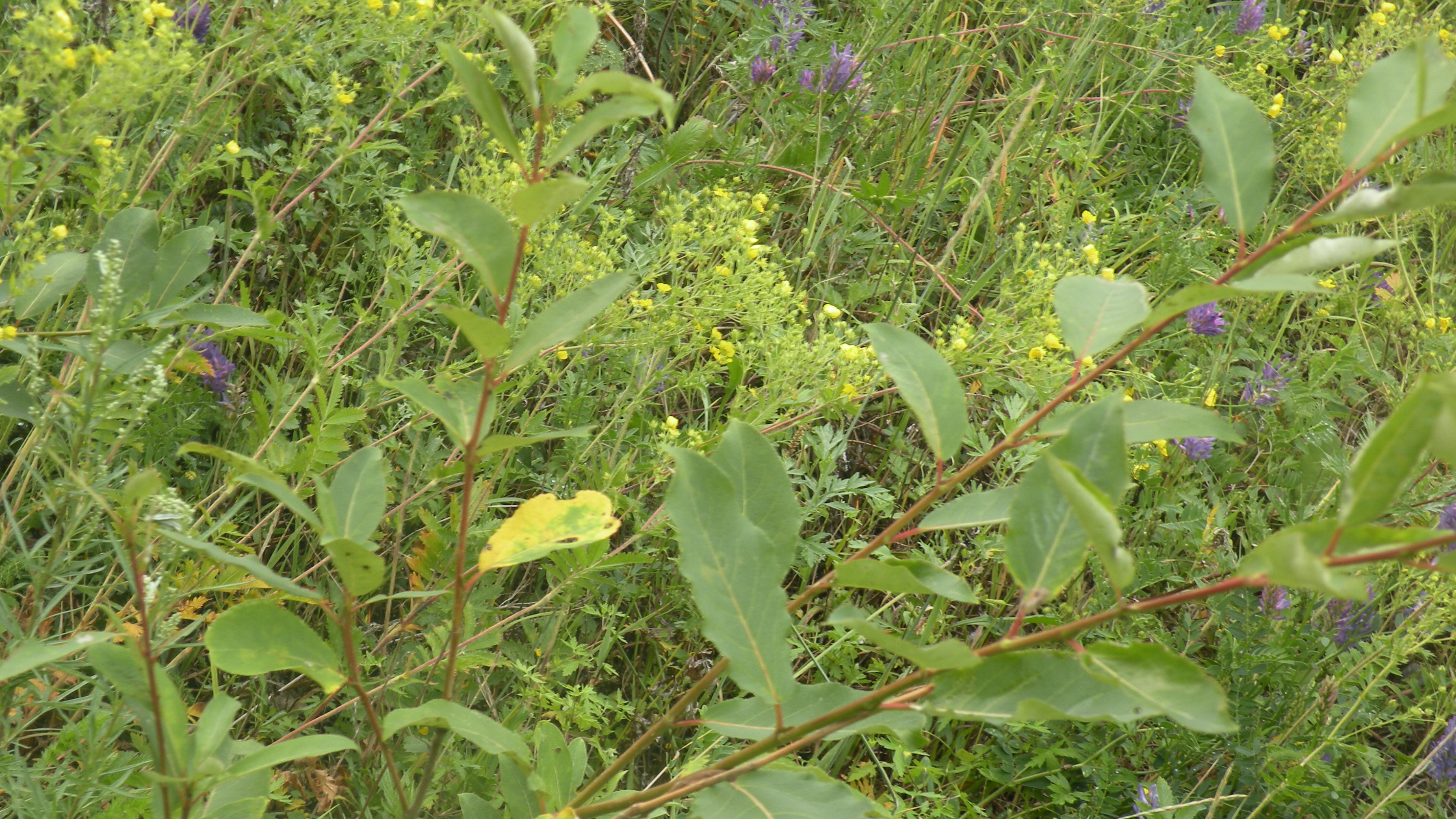 DSCN0307.JPG