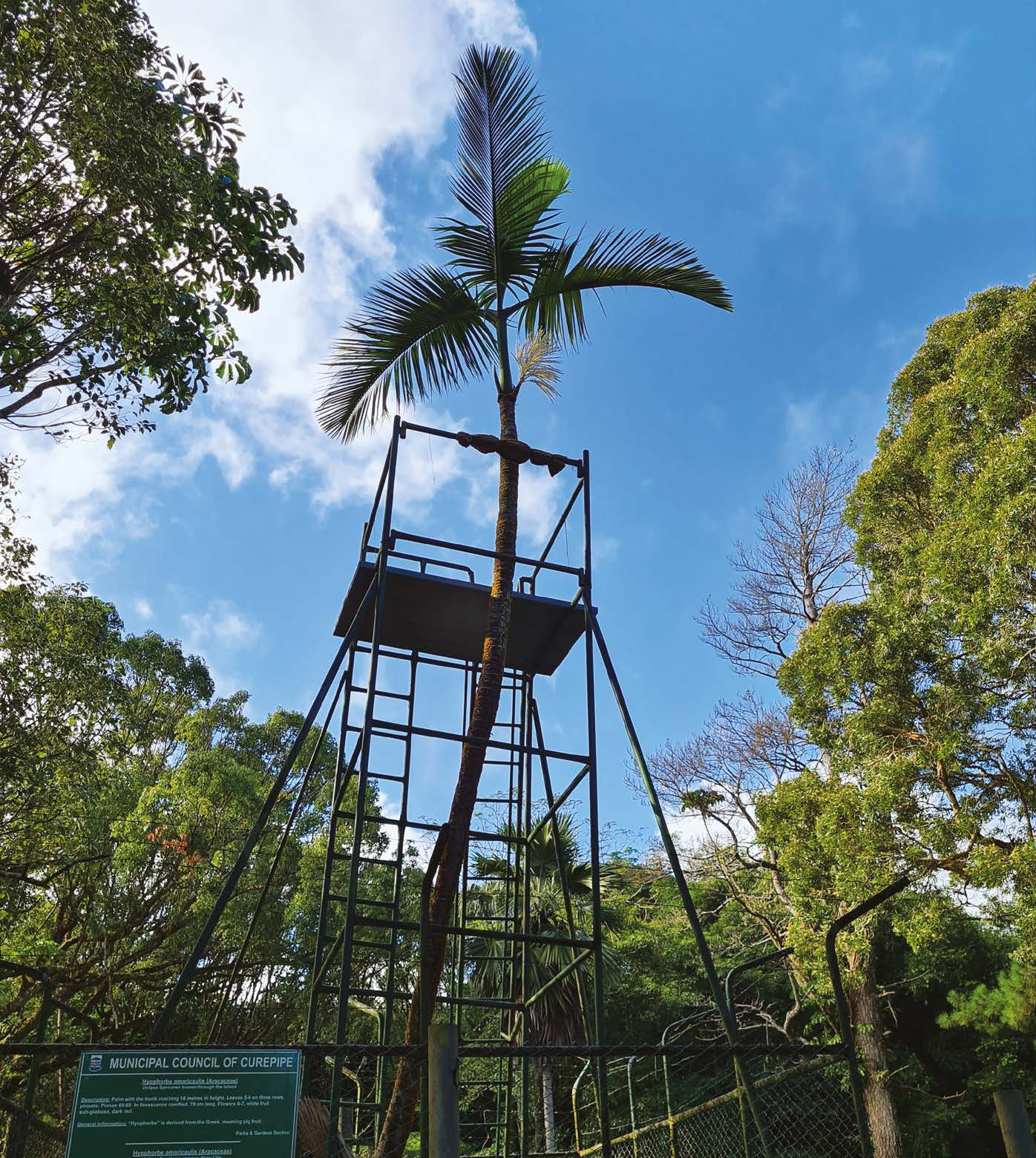 孤独棕榈树 苦心酒瓶椰 Hyophorbe amaricaulis Martius(1849).PNG