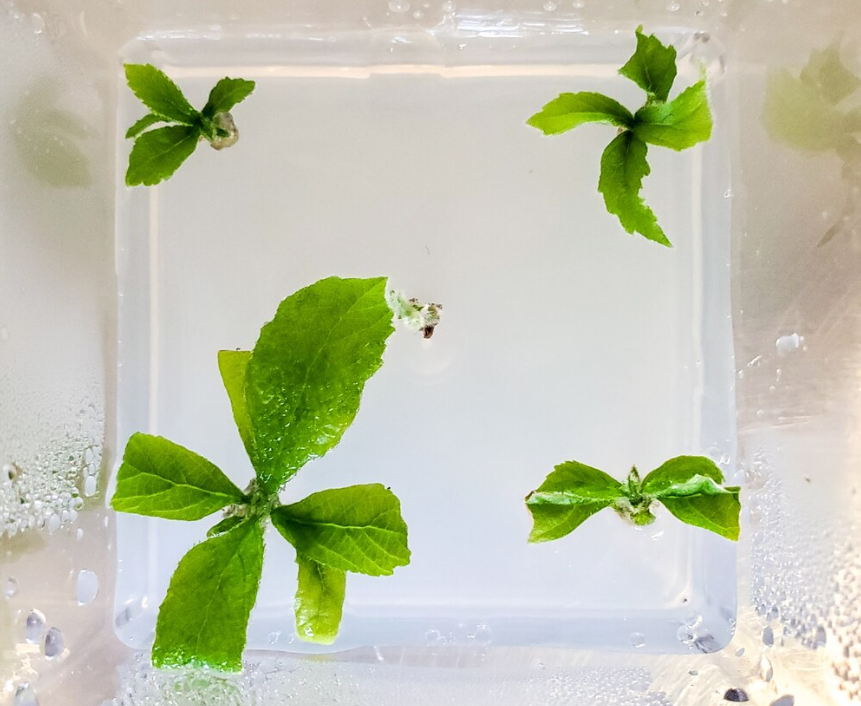 巨冠桐 园艺插条可扩繁植株.png